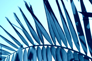 Wall Mural - Palm leaves close-up. Tropical background blue color toned