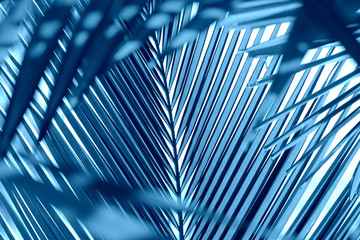 Wall Mural - Palm leaves close-up. Tropical background blue color toned