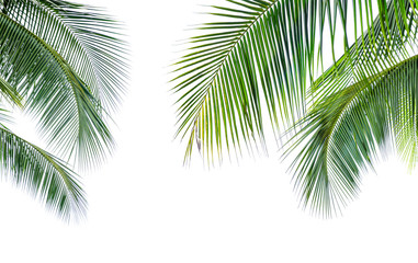 Coconut palm leaf isolated on white background