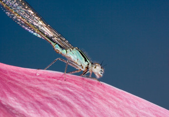 Wall Mural - Dragonfly on a lotus flower. Macro. The Volga River Delta. Summer