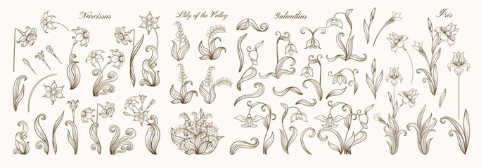 Set of spring flowers: iris, lily of the valley, snowdrop, daffodil. In art nouveau style, vintage, old, retro style. Outline vector illustration.