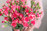 Petals of pink spray carnation in woman hand. Unusual flowers dianthus . Spring flower pattern