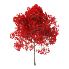 Wall Mural - Tree on a white background. Tree with red foliage. Clipping path included. 3D rendering.