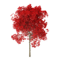 Wall Mural - Tree on a white background. Tree with red foliage. Clipping path included. 3D rendering.