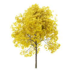 Wall Mural - Tree on a white background. Tree with yellow foliage. Clipping path included. 3D rendering.