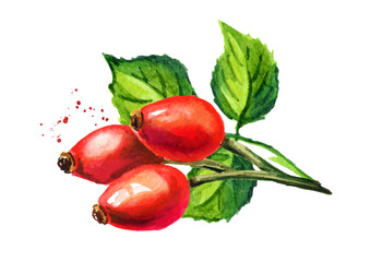 branch of wild rose or rosehips with green leaves. hand drawn watercolor illustration, isolated on w