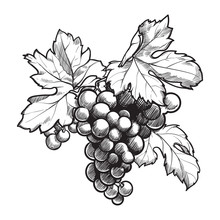 Grapes Cluster With Leaves. Ink Style Black And White Drawing Isolated On White Background. EPS10 Vector Illustration