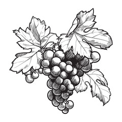 Grapes cluster with leaves. Ink style black and white drawing isolated on white background. EPS10 vector illustration