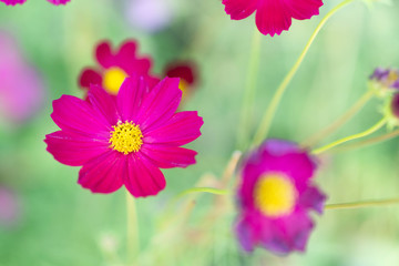Wall Mural - closeup beautiful pink cosmos flower in the field with sunlight at morning, selective focus