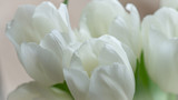 Fototapeta Tulipany - White tulips bucket macro photo. 