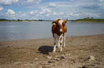 cow near river