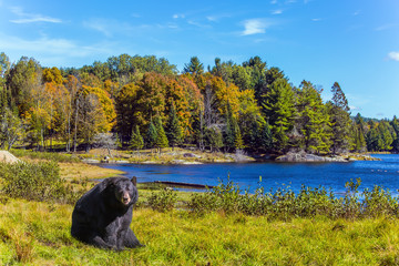 Huge black bear