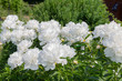 © guardalex - White peonies bloom in the summer garden