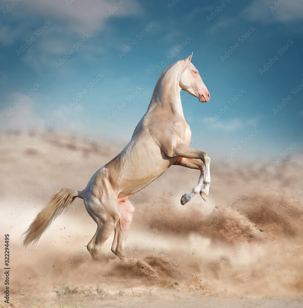 perlino rearing akhal-teke horse in desert Stock Photo | Adobe Stock, image size:986x1000
