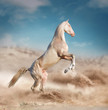 perlino rearing akhal-teke horse in desert