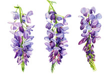 Wisteria Flowers On An Isolated White Background, Watercolor Illustration, Botanical Painting, Spring Clipart