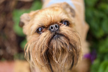 Close Up Of Small Brussels Griffon Dog With Focus On Nose Only