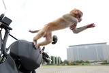 Fototapeta Sport - Pet monkeys play on motorcycles