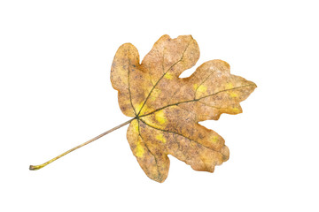 Wall Mural - leaf in autumn fall color cut out and isolated on a white background