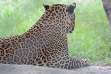Back View Of Leopard 