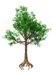 © photosvac - 3D Rendering Oak Tree on White