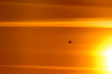 Canvas Print - A Northern Gannet silhouetted against the bright orange sky at sunrise as it flies.