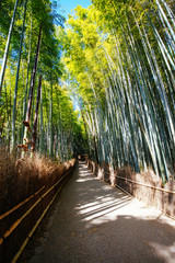 Canvas Print - Arashiyama Bamboo Forest in Southern Kyoto Japan