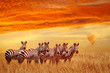 Group of zebras in the African savannah against the beautiful sunset and balloon. Serengeti National Park. Tanzania. Africa.