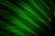 © mr.koe studio - Tropical palm leaf background and texture.