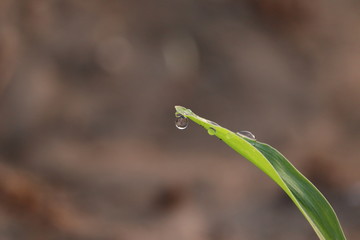 close up shot of sunbeam pas into a water drop on green leaf of corn plant