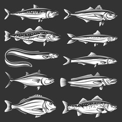 Wall Mural - Sea fish icons of seafood animals vector design. Tuna, salmon and mackerel, marine eel, pilchard and anchovy, dorado, hake and bass, trout, cod and carp. Fishing sport and fishery monochrome symbols