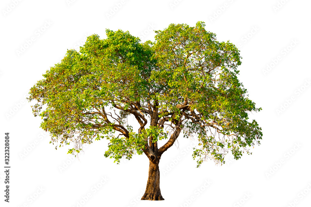 Tree with green leaves on a white background Stock Photo | Adobe Stock