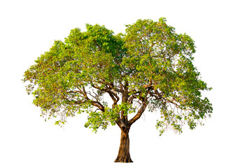 tree with green leaves on a white background