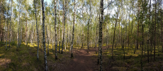  Wide panoramic beautiful birch forest in summer