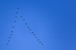 a flock of common cranes (Grus grus) in flight formation in a deep blue sky