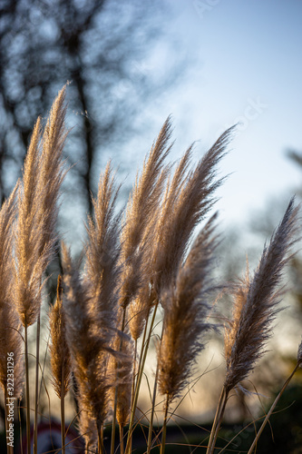 Foto-Plissee zum Schrauben - frontfocus on pampas grass in backlight (von jokuephotography)