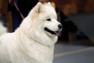 Wall Mural - Horizontal image of animal. Dog is on exhibition to get title. Pet in room.