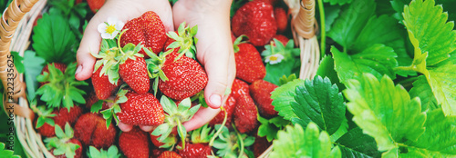 Fotomural The child collects strawberries in the garden. Selective focus.