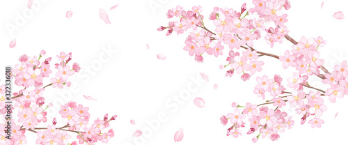春の花 桜と散る花びらのアシンメトリー背景 水彩イラスト Adobe Stock でこのストックイラストを購入して 類似のイラストをさらに検索 Adobe Stock