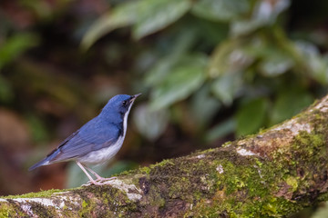 view of a beautiful bird in nature