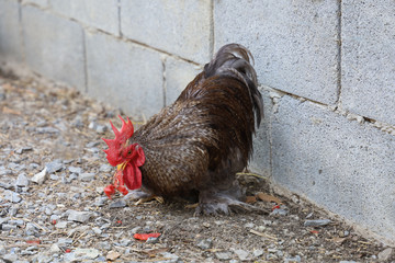 Wall Mural - The japan male bantam eatting watermalon in farm garden at thailand