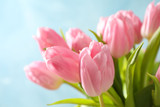 Fototapeta Tulipany - Beautiful pink tulips with green leaves, close up