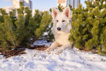 Wall Mural - Horizontal image of an animal in winter in snow. Dog on walk in bright Sunny day.