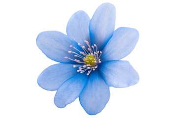blue flower isolated
