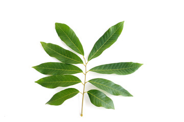 Wall Mural - Longan fruit leaves set on white background