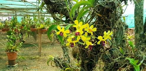 Wall Mural - Beautiful yellow orchid garden with flowerpot and tree background in floral park. Tropical flower and Beauty of nature 