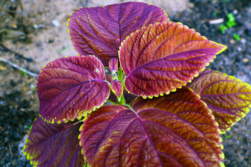 Plant texture structure leaves nature. Coleus blumei.