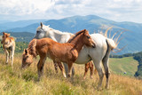 Horses with a foal walking in the mountains on a meadow on a warm summer day. Natural background