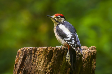 Closeup of a great spotted woodpecker (Dendrocopos major) perched in a forest