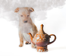 Golden Puppy Looks At Smoke From Ceramic Teapot